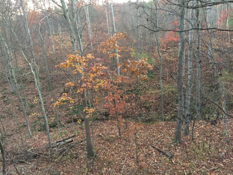 5 Whitetail Resolutions For 2016