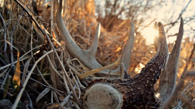 Video Tip: Building A Natural Deer Antler Shed Trap