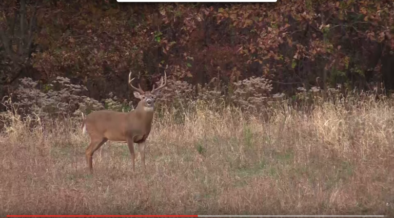 Video Tip: Great Budget Food Plots For Super Deer Hunting