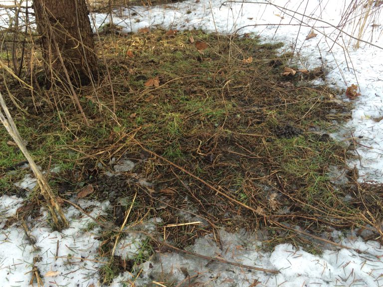 Video Tip: Deer Bedding Areas