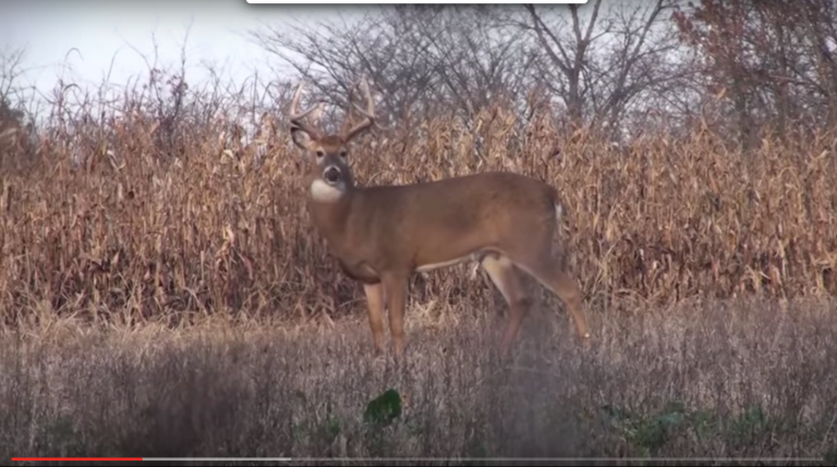 Video Tip: Easy Food Plots With Frost Seeding