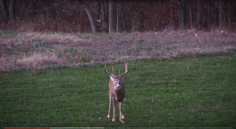 Video Tip: Improving Winter Nutrition For Whitetails