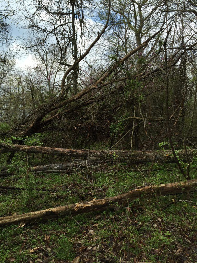 Spring Cleaning Your Deer Habitat