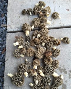 Morel mushrooms picked during spring gobbler season