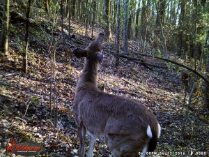 Deer news