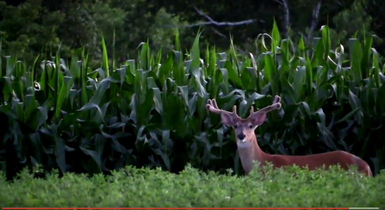 Video Tip: Annual Whitetail Habitat Shifts For Bucks