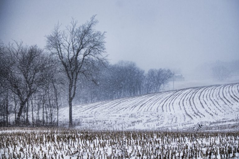 Deer Hunting Late Season Food Sources