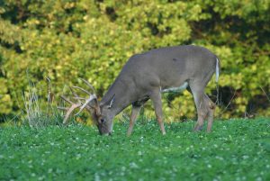 Truth From The Stand Podcast #18: Food Plot Tips W/ Whitetail Institute's Jon Cooner