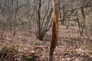 Deer Scouting PA Public Land Video: Part 2