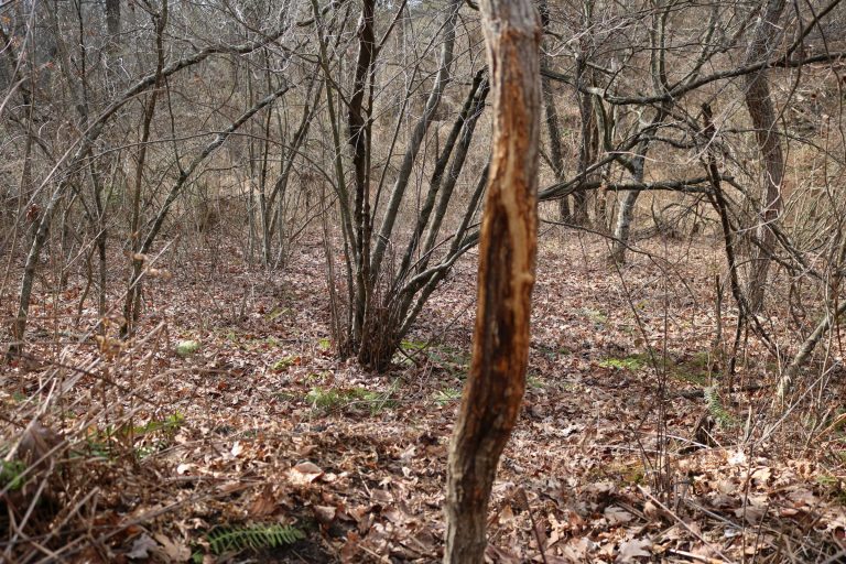Deer Scouting PA Public Land Video: Part 2