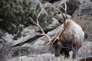 Truth From The Stand Podcast #25: Colorado Whitetail & Elk Hunting W/Adam Parr