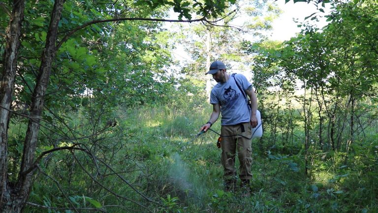 How To Plan A Hunting Food Plot On A Budget