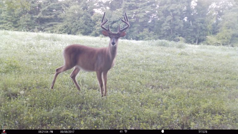 Find Velvet Bucks To Kill October Bucks