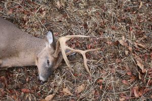 Podcast #53: 5 Tips for Planning An Out-Of-State Hunt