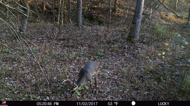 Filling Tags Using Historical Trail Camera Pictures