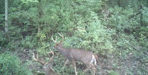Today I'm joined again by Dr. Bronson Strickland of MSU Deer Lab for part two of our