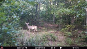 Podcast #82: BIG BUCK ENCOUNTER, SHOOTERS, AND TRAIL CAMERA STRATEGIES
