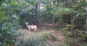 Podcast #82: BIG BUCK ENCOUNTER, SHOOTERS, AND TRAIL CAMERA STRATEGIES