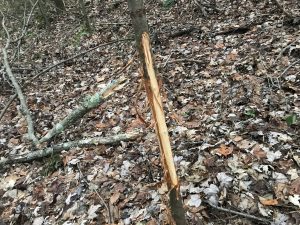 Podcast #97: Illinois, Ohio Public Land Late Rut & Outfitter Lessons Learned