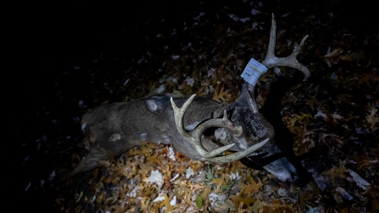 Freelance Deer Hunting Strategy | Iowa Public Land (Video)