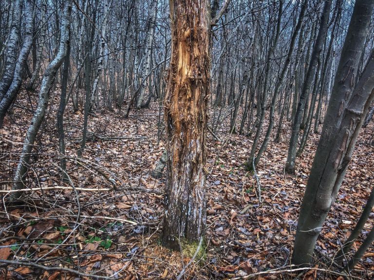 Choosing an Area to Hunt — Public Land & Sign Breakdown