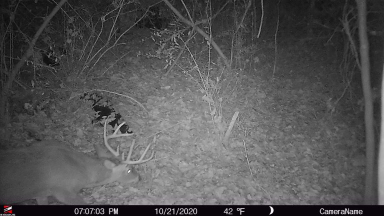 5 Overlooked Whitetail Food Sources