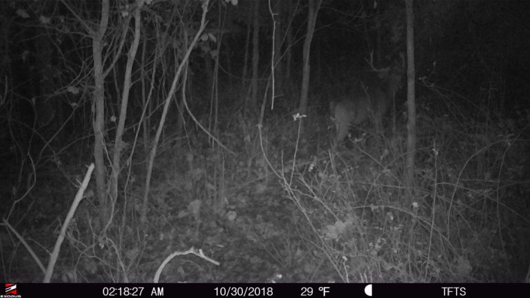 5 Big Woods Scrape Tips