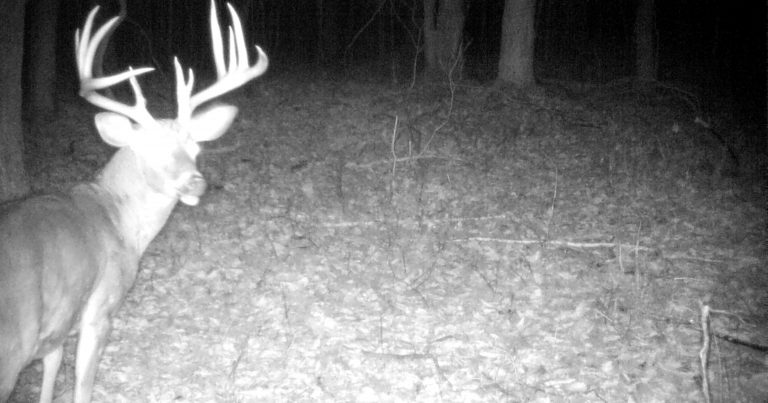 5 Best Pre-Rut Hunting Spots