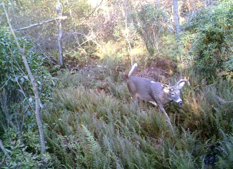 3 Hot Rut Funnels