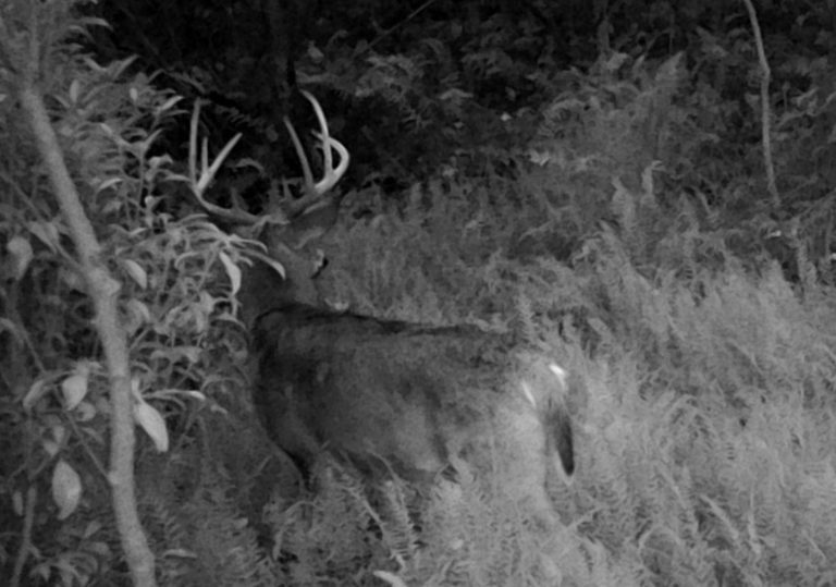 Building a Public Land Hit List of Highly Pressured Bucks