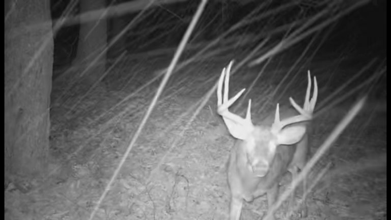Scouting in a Winter Wonderland