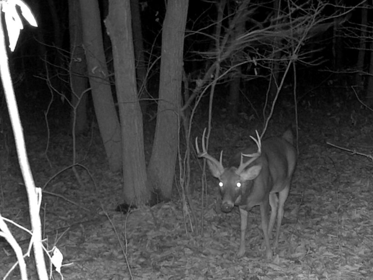 5 Elements of a Great Hunting Story