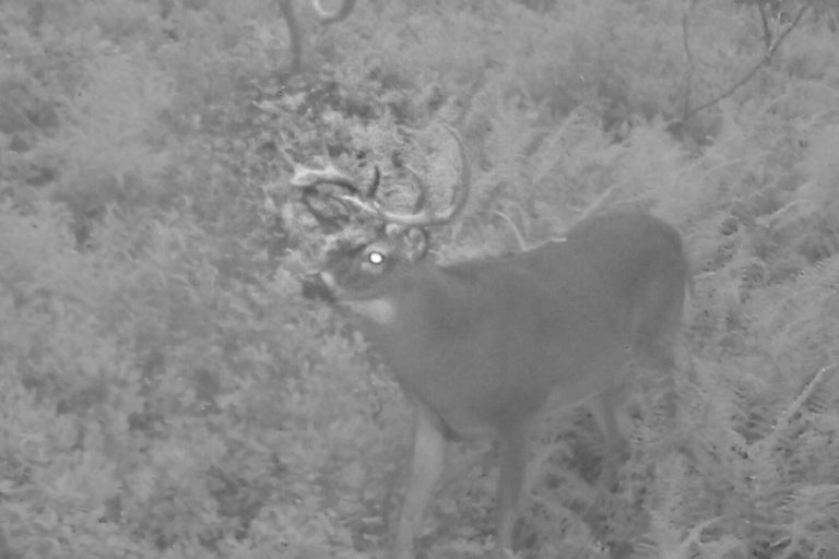How to Find and Hunt Bucks Outside of the Rut
