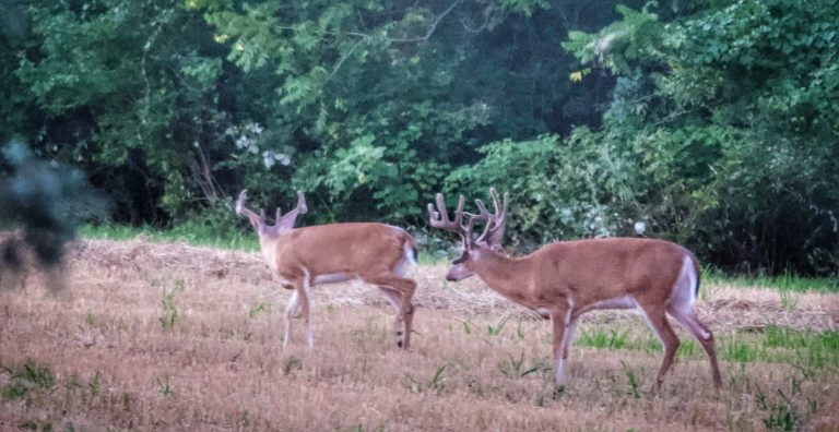 3 Bowhunting Tactics For Early Season Success