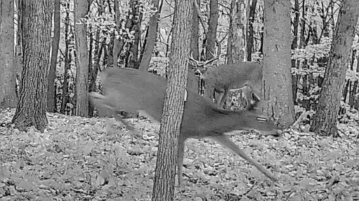 Pre-rut Sign You Should Hunt