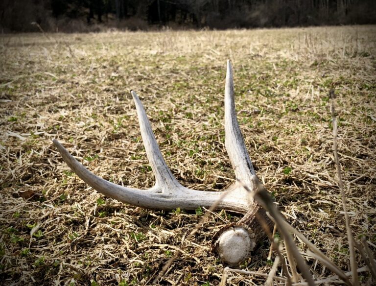 Shed Antlers in a Mature Buck’s Bedroom