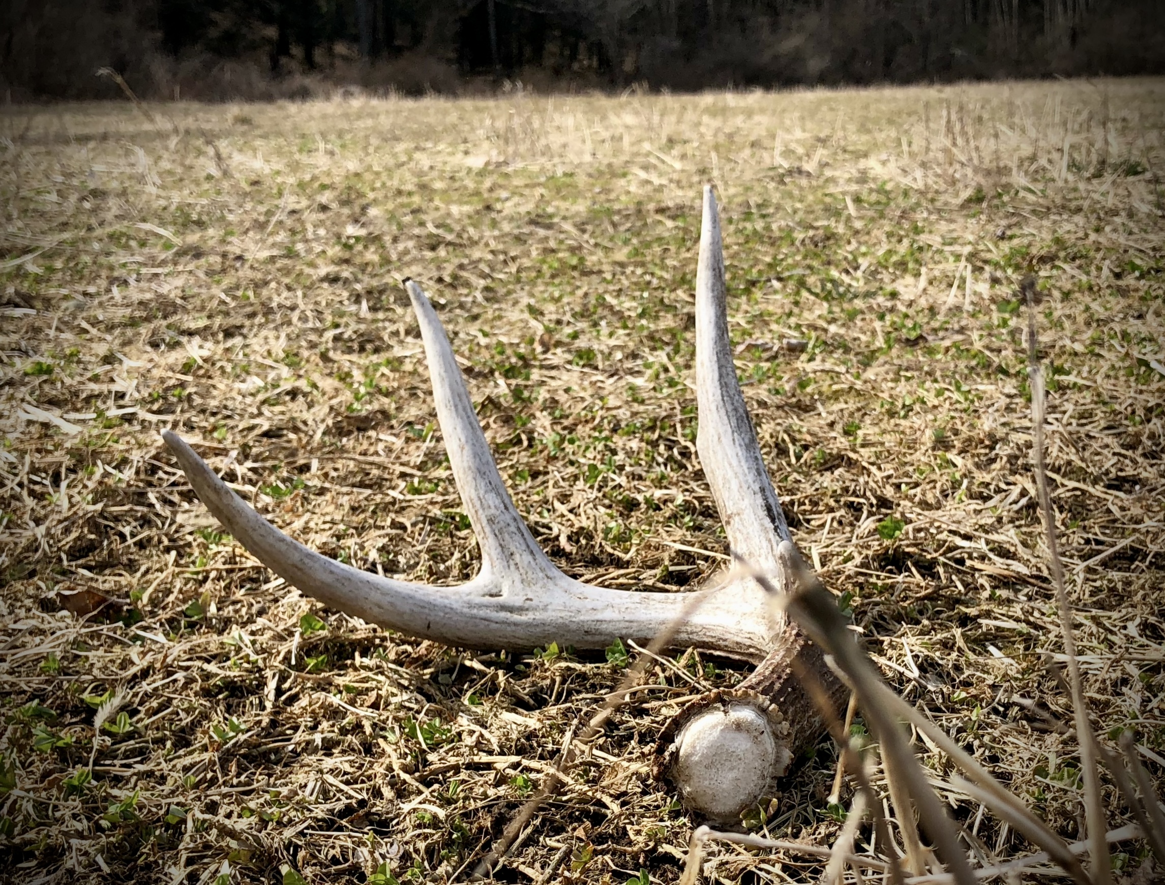 Shed Antlers in a Mature Buck’s Bedroom