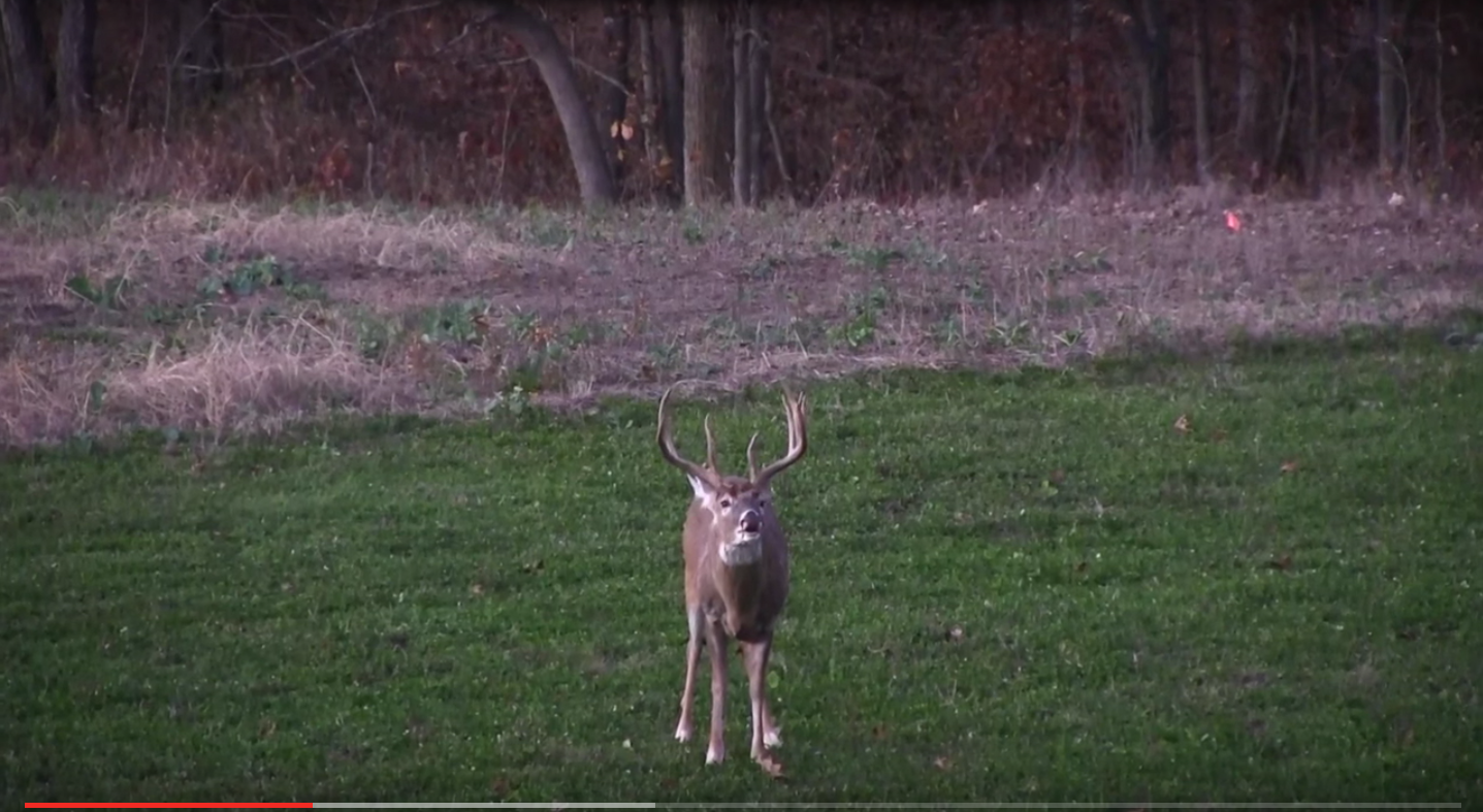 Video Tip: Improving Winter Nutrition For Whitetails