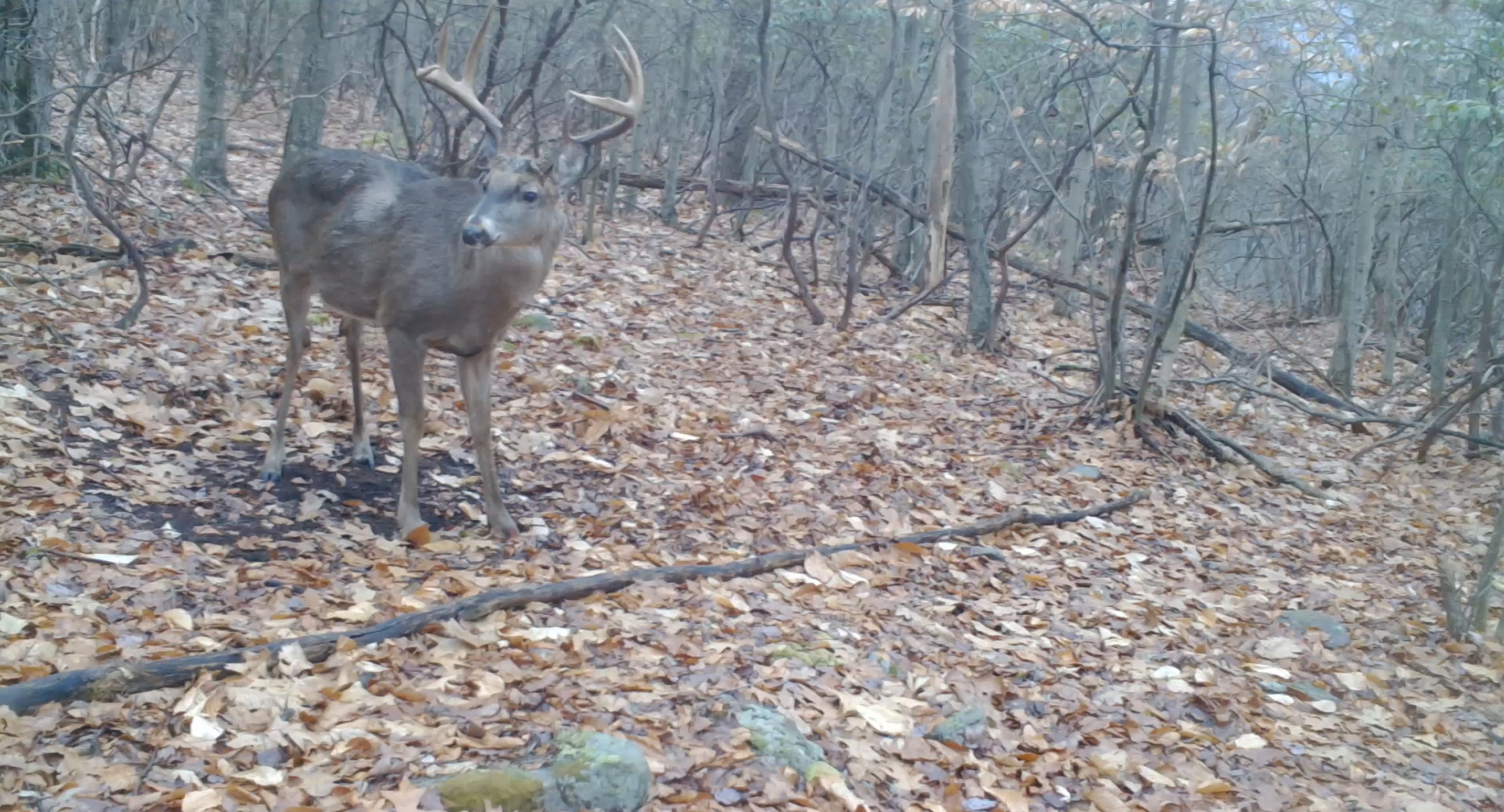 EP. 339: Buck Bedding & Building Analogs