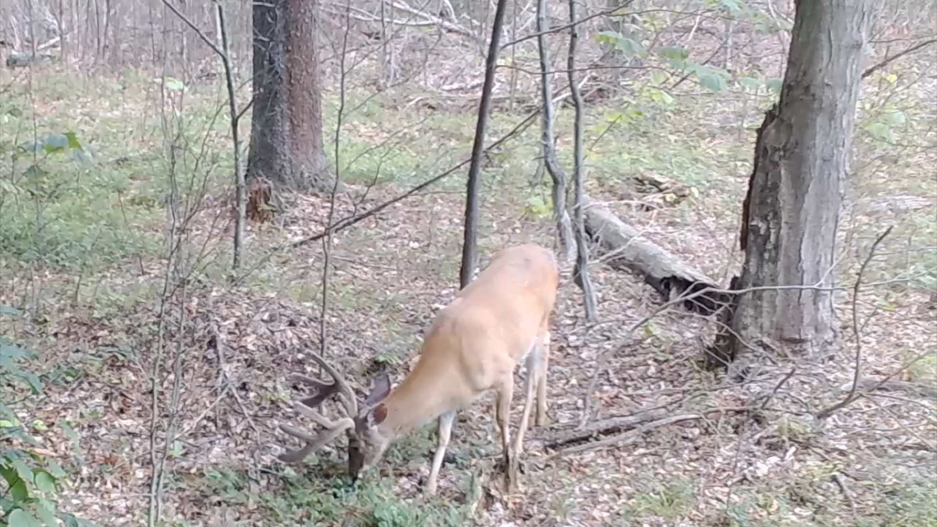 EP. 343: Summer Prep & B.S. Session | Bowhunting Fiend